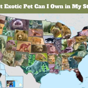 List Of Exotic Pets You Can Own In Washington References