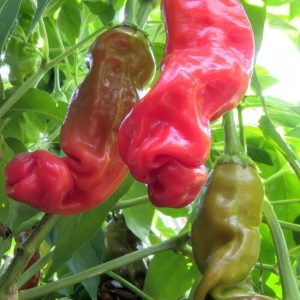 peter pepper plant