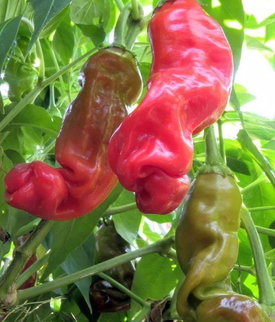 peter pepper plant