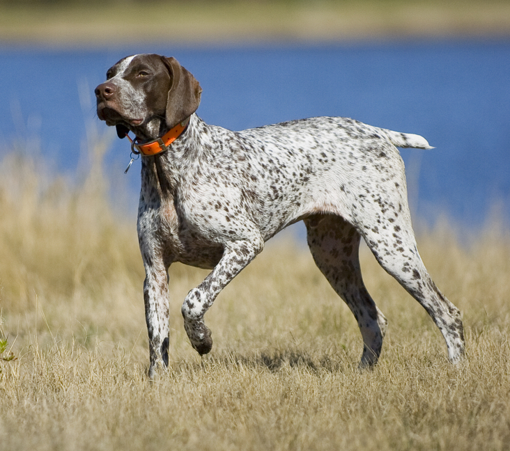 german shorthaired pointer for adoption