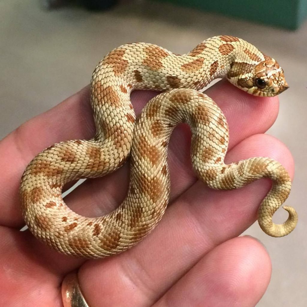 Hognose Snake Pet For Sale