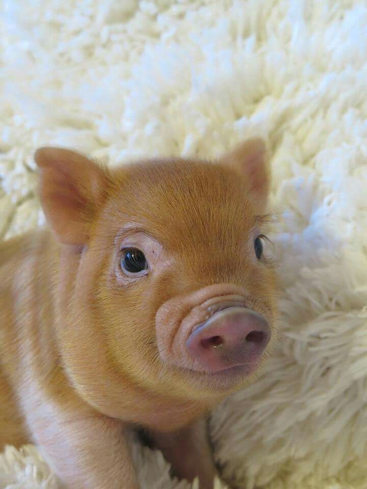 Best Small Pigs For Pets Pet Spares