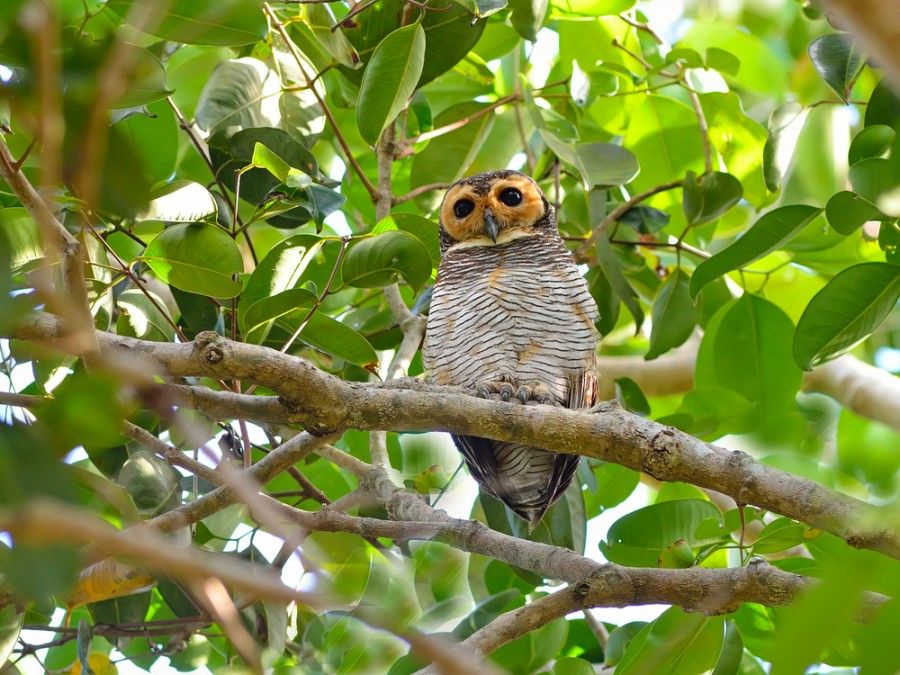 Can Owls Be Pets In Philippines