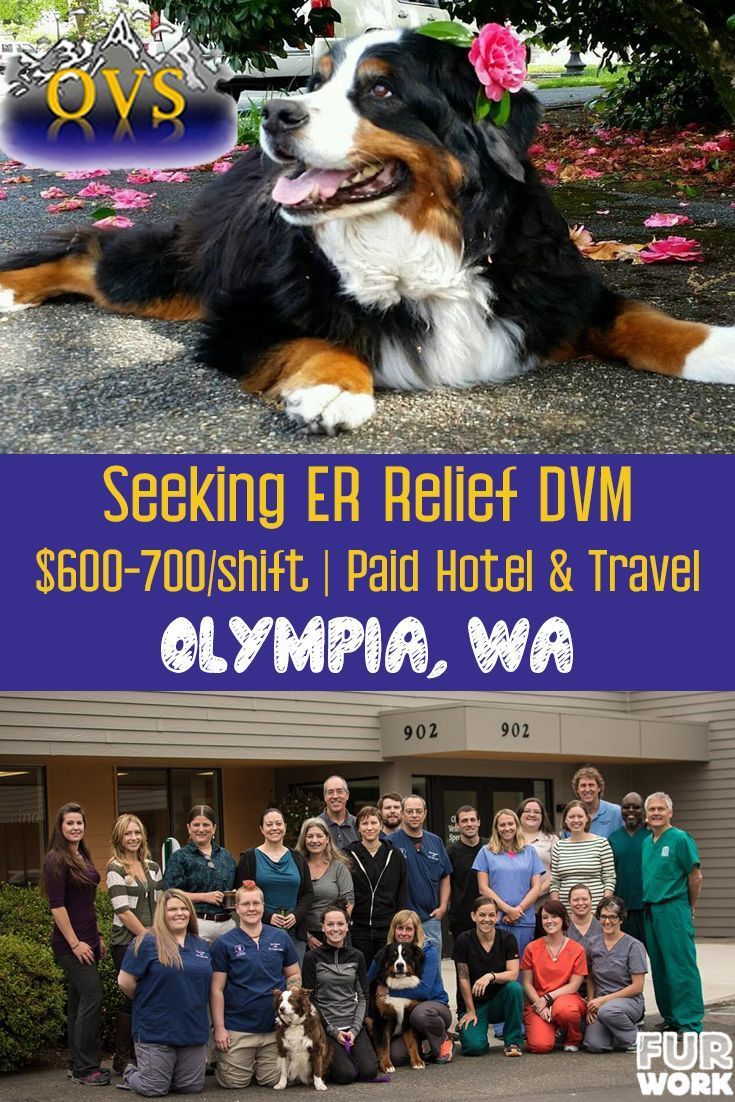 Olympia Pet Emergency Vet Pet Spares