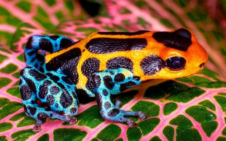 Poison Dart Frogs As Pets Price