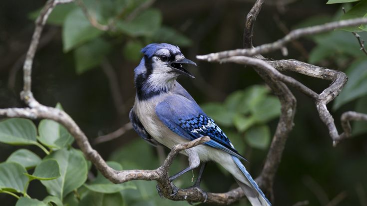 Pet Blue Jay For Sale