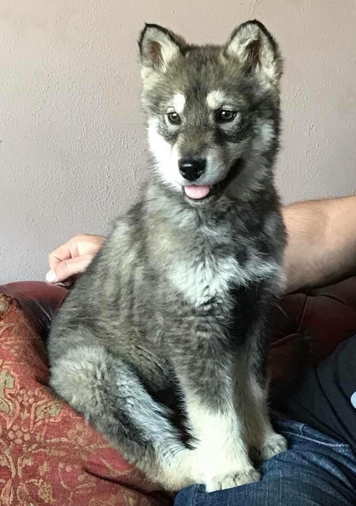 Pet Wolf For Sale India