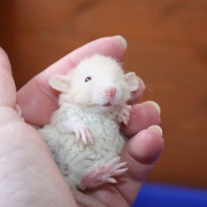 Pet Dumbo Rats For Sale Near Me