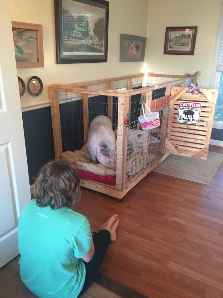 Are Pigs Good House Pets