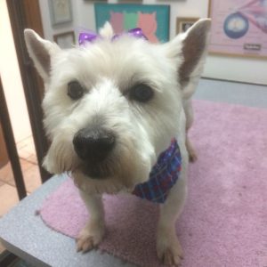 Granite City Pet Hospital Grooming