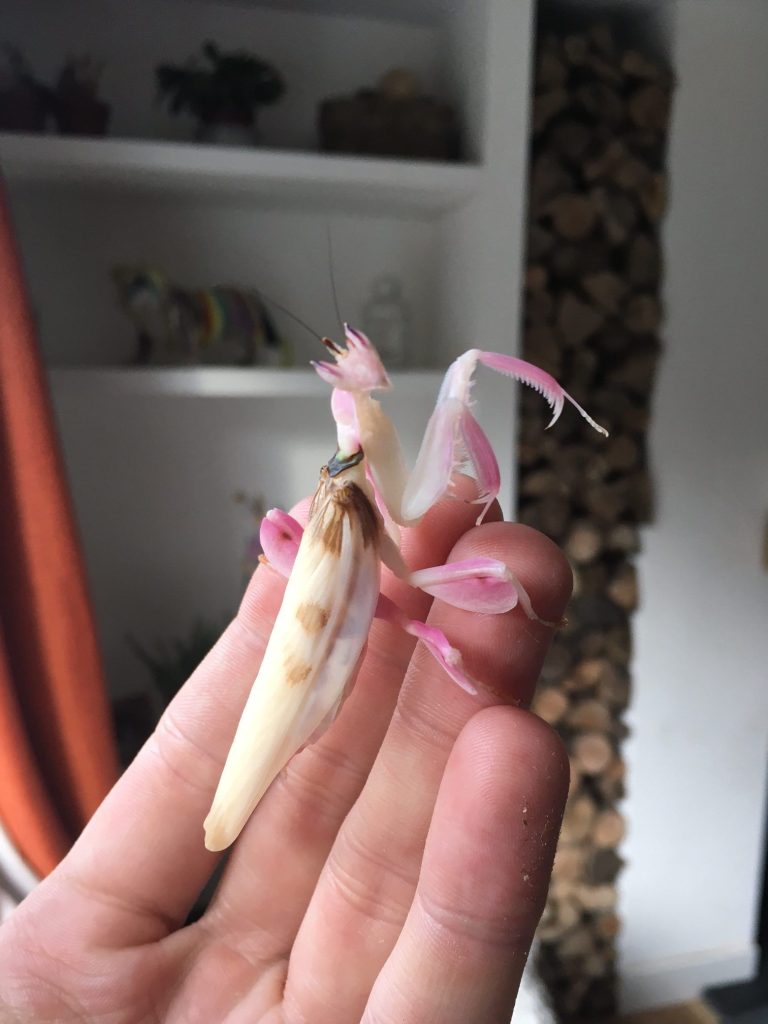 Orchid Mantis Pet Care