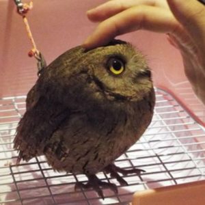 Can You Have An Owl As A Pet In The Us