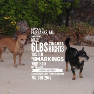 Craigslist Pets Fairbanks Ak