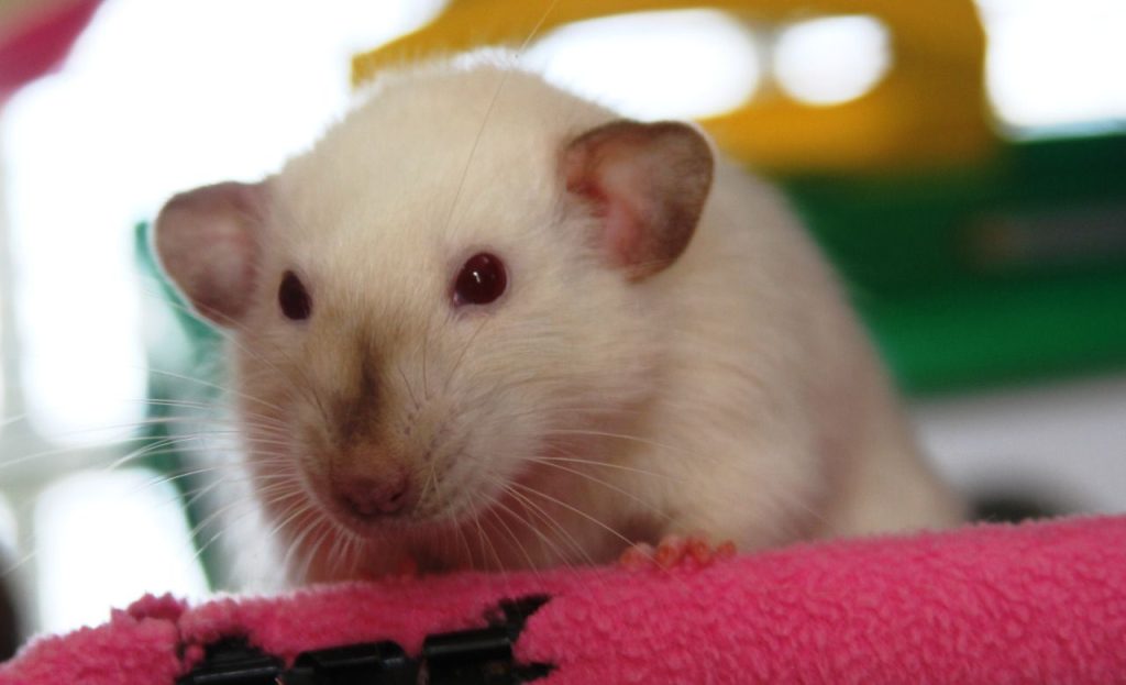 Best Rodent Pets To Own