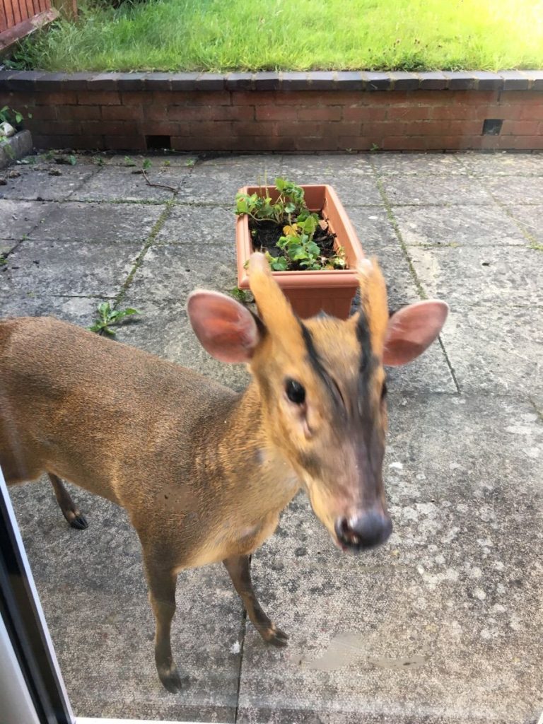 Muntjac Deer Pet Reddit