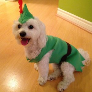 Peter Pan Dog Costume