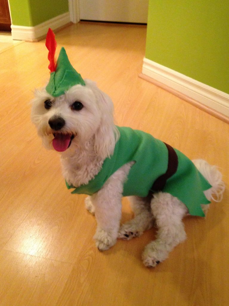 Peter Pan Dog Costume