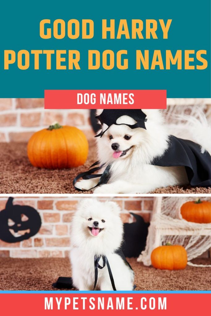 Harry Potter Pet Names List