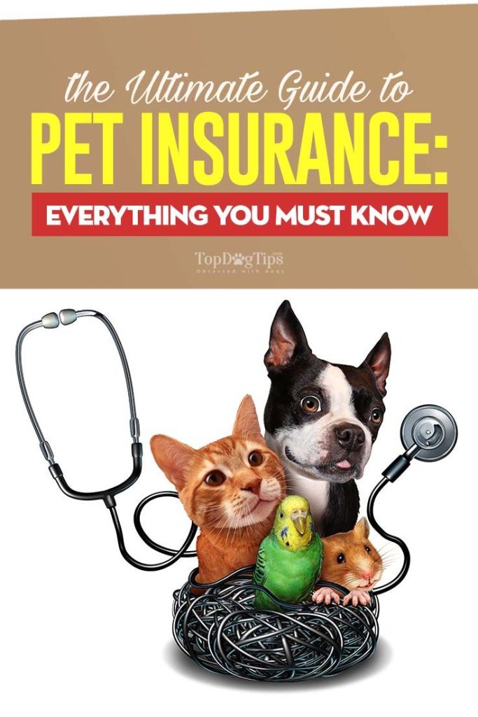 Pet Insurance Mn For Dogs