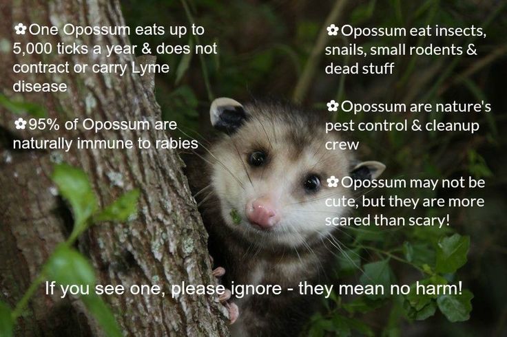 Do Pygmy Possums Make Good Pets post thumbnail image