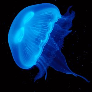 How To Have A Jellyfish As A Pet