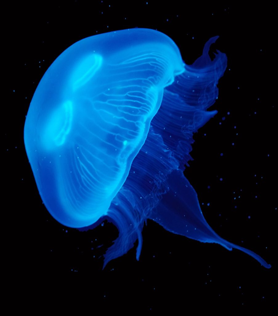 How To Have A Jellyfish As A Pet