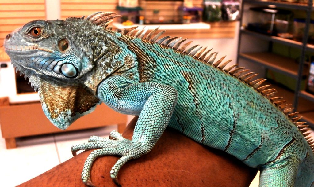 Blue Iguana Pet Store