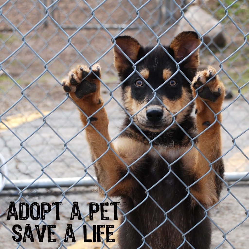 Save A Pet Near Me