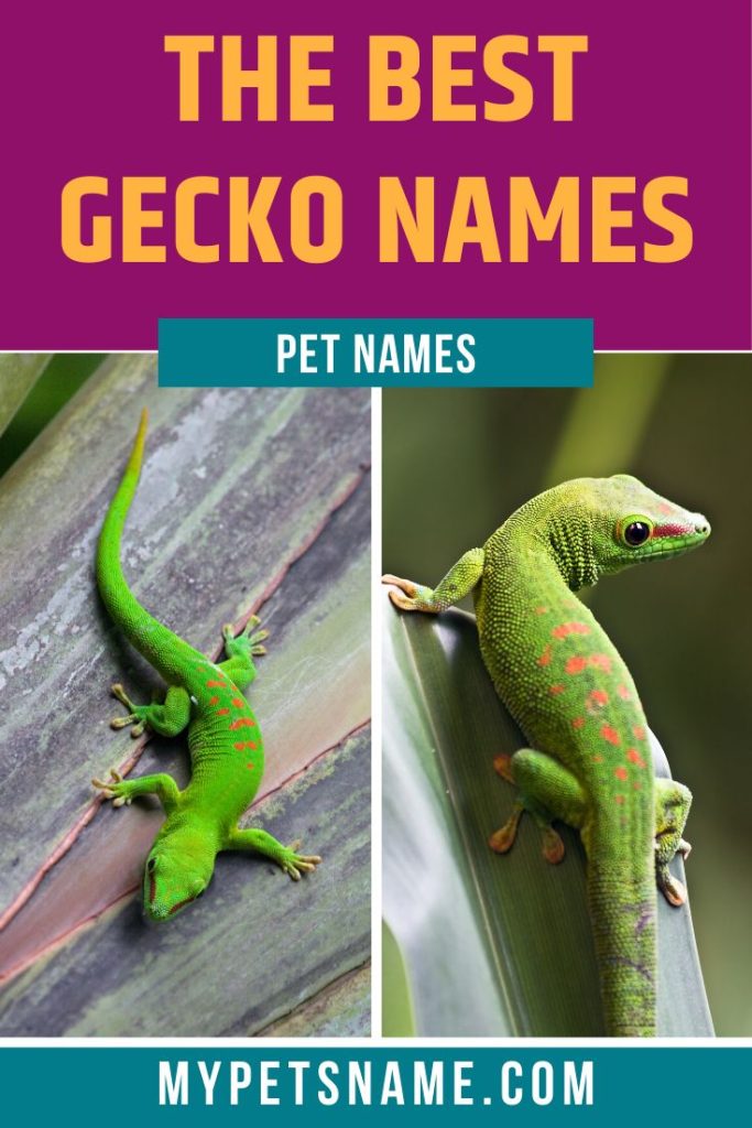 Best Pet Lizards For Experts