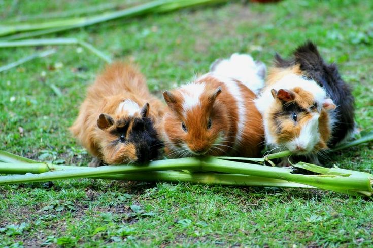 Chinchilla Pet For Sale Philippines