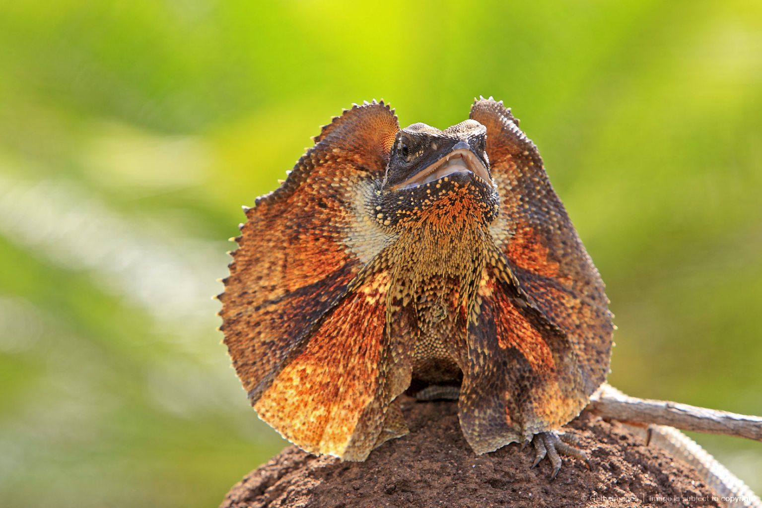 Frilled Lizard Pet Aj