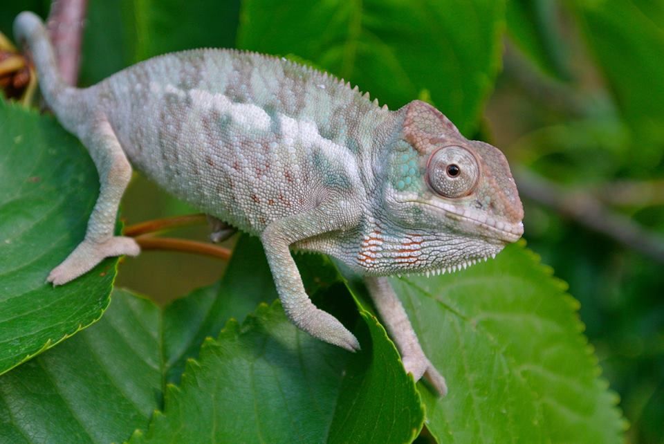 Is A Chameleon A Good Pet For A Child