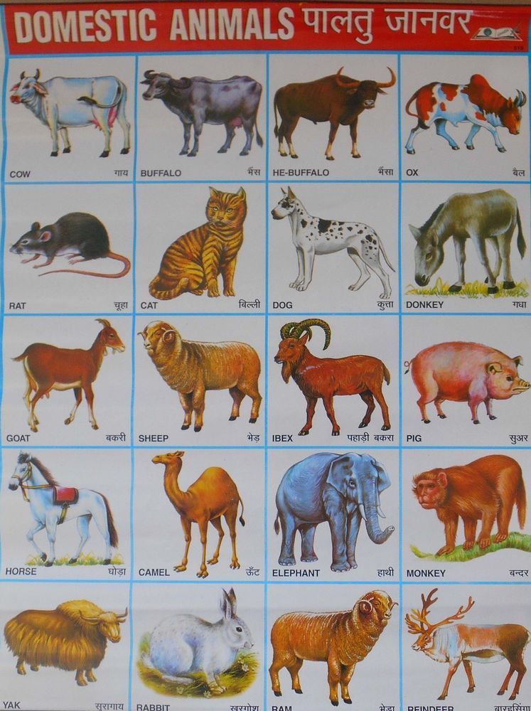 Pet Animals Name In Hindi