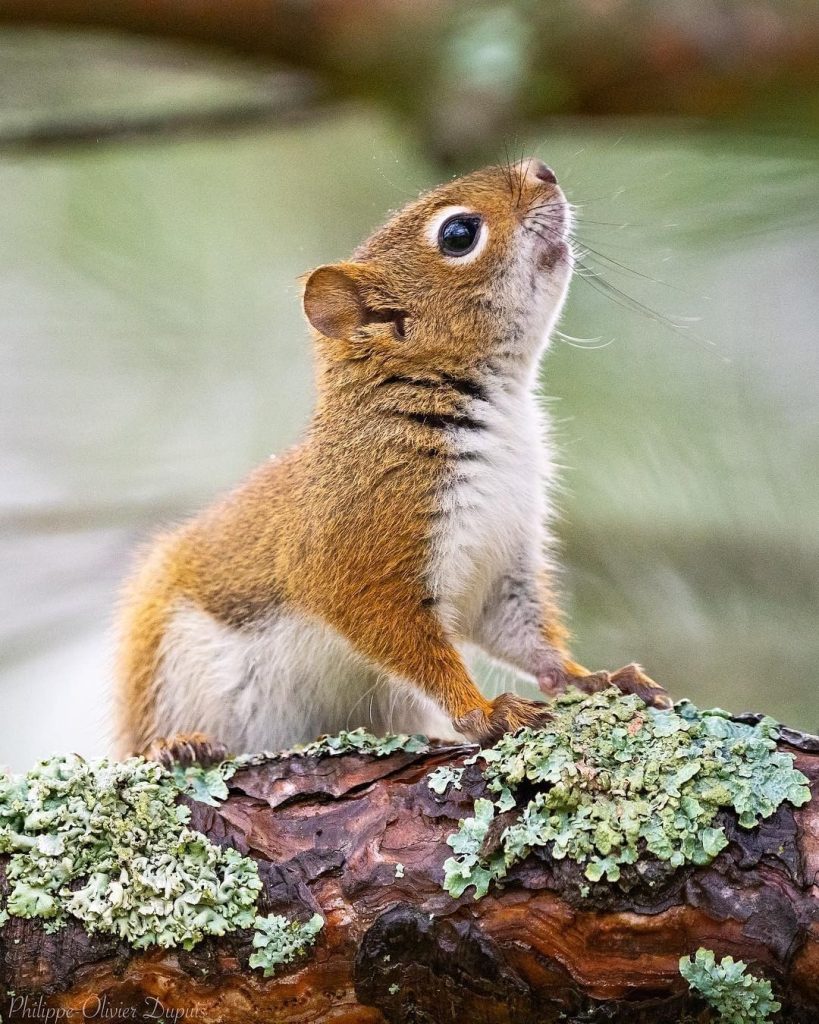 Can Squirrels Be Pets In Canada