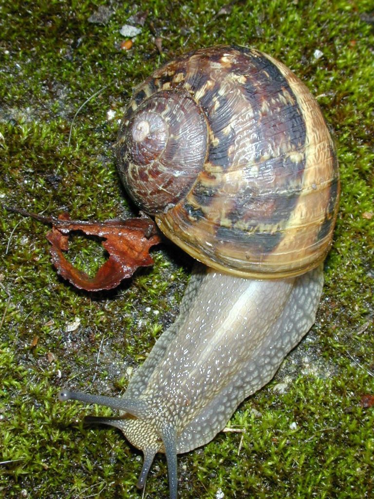 Pet Snails For Sale Canada