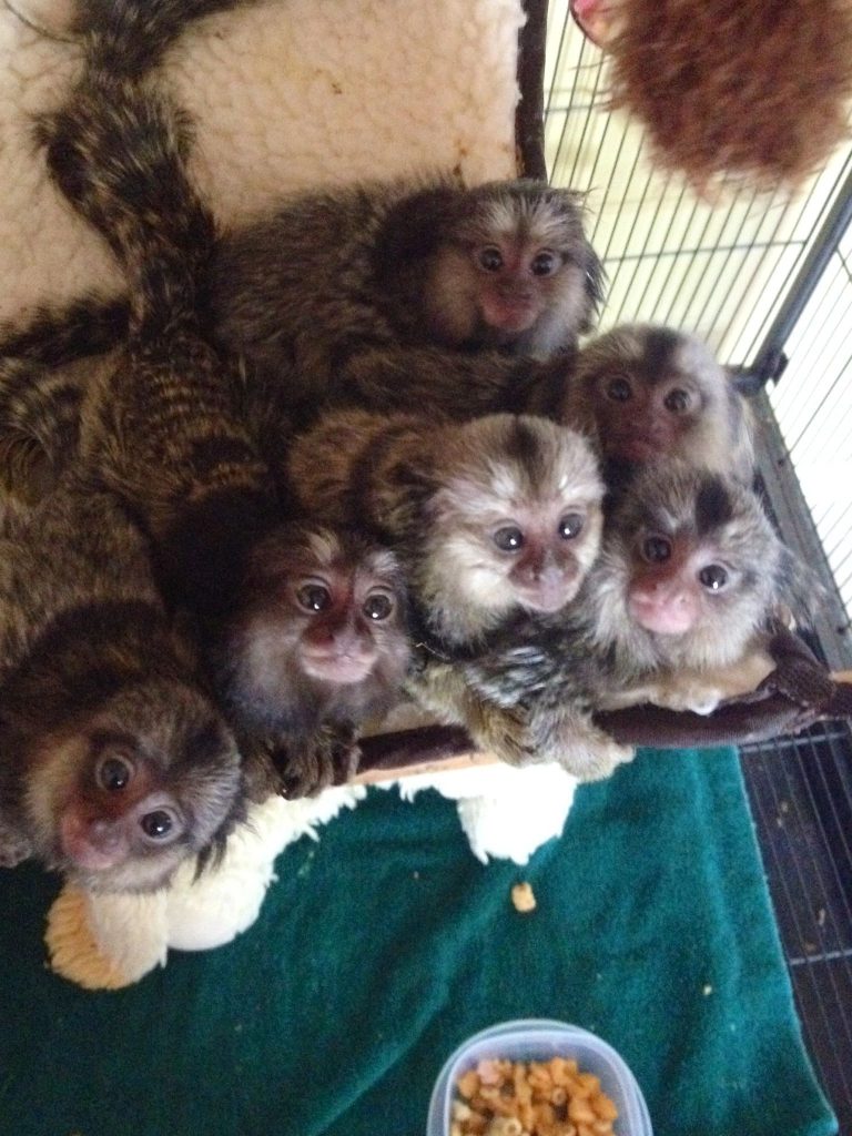 Marmoset Monkey Pet Uk