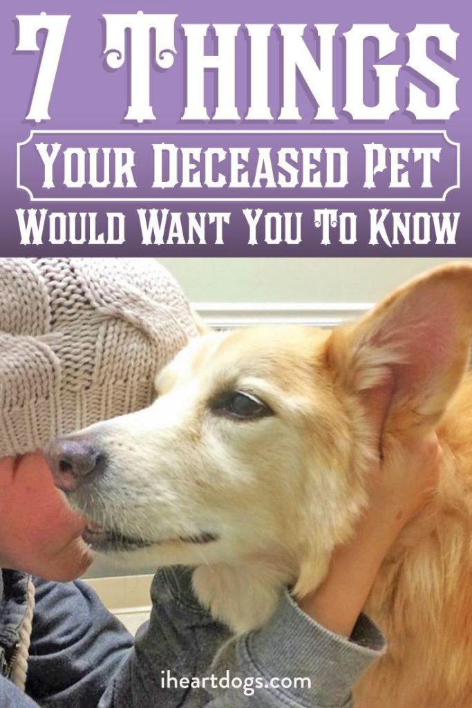 What Your Deceased Dog Wants You To Know