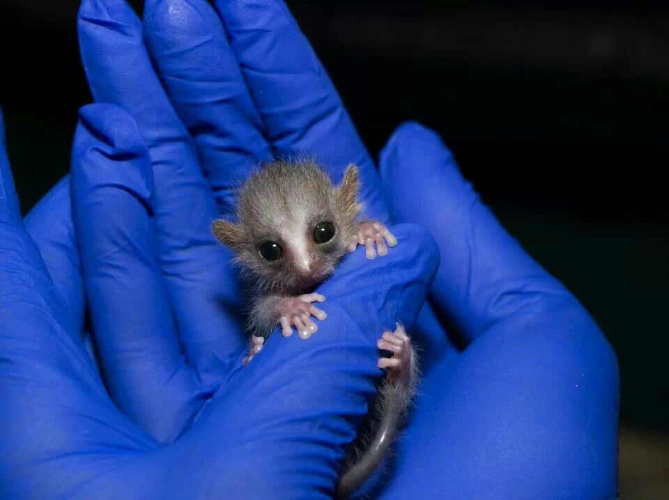 Mouse Lemur Pet For Sale