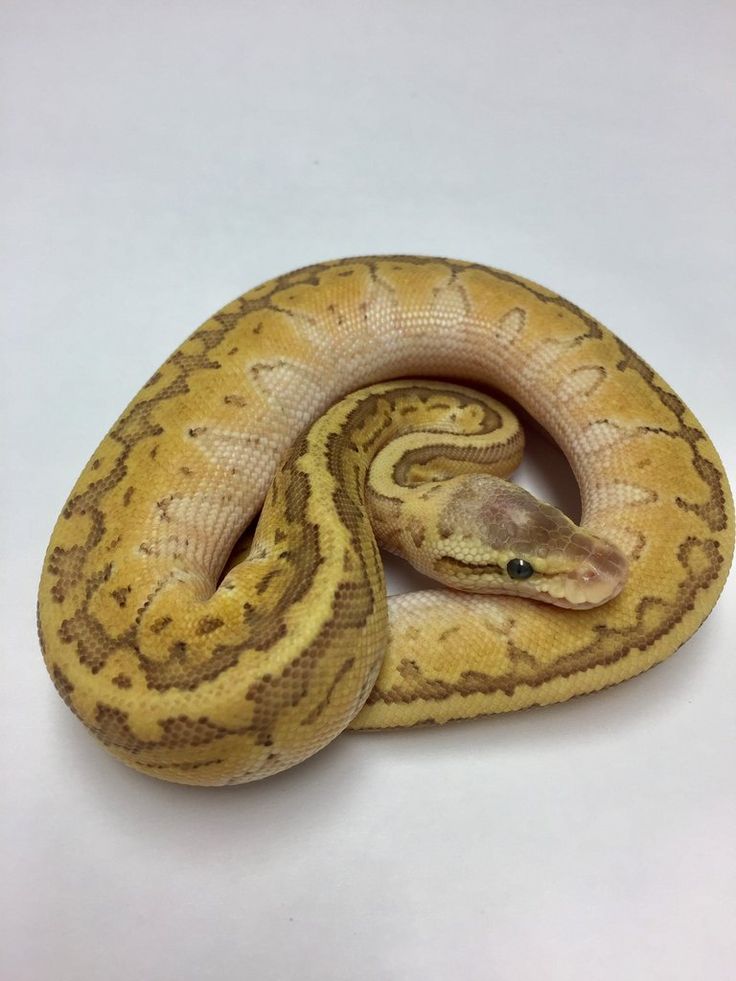 Small Pet Snakes For Sale post thumbnail image