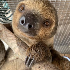 Baby Sloth Pet For Sale