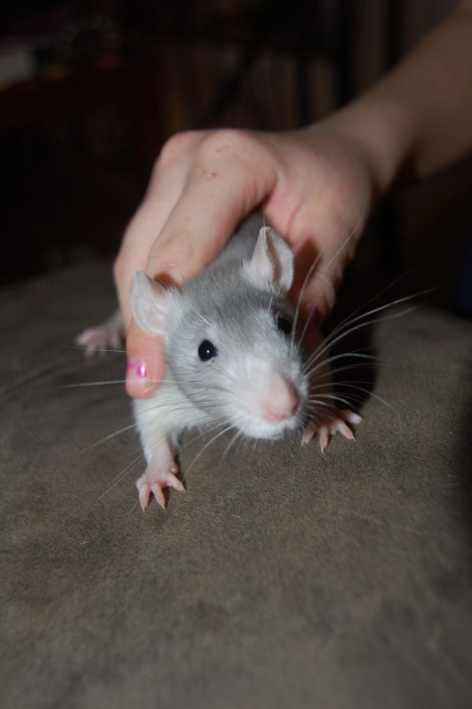 Types Of Pet Rats Uk