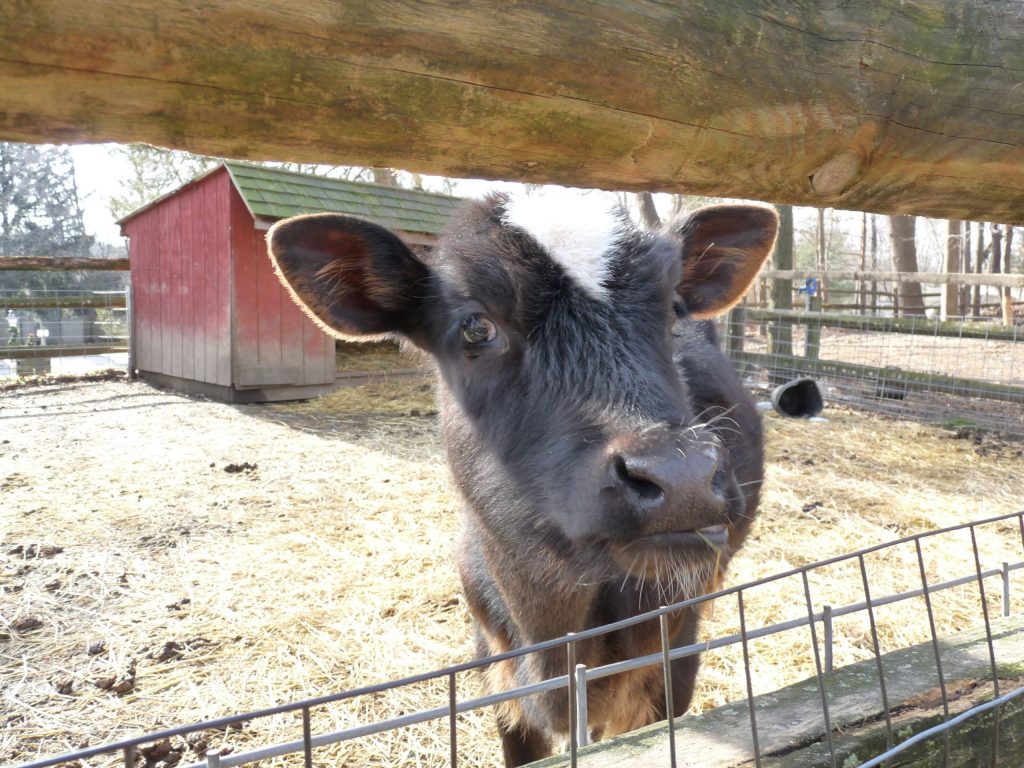 Farm Petting Zoo Nj