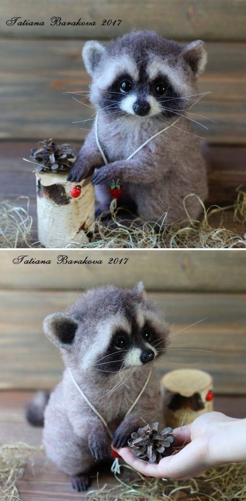 Pet Raccoon For Sale Massachusetts