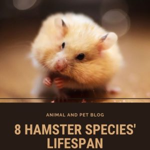 How Long Do Syrian Hamsters Live As Pets