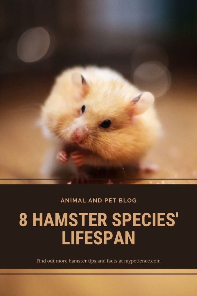 How Long Do Syrian Hamsters Live As Pets