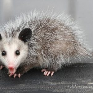 Can You Have A Possum As A Pet In Tennessee