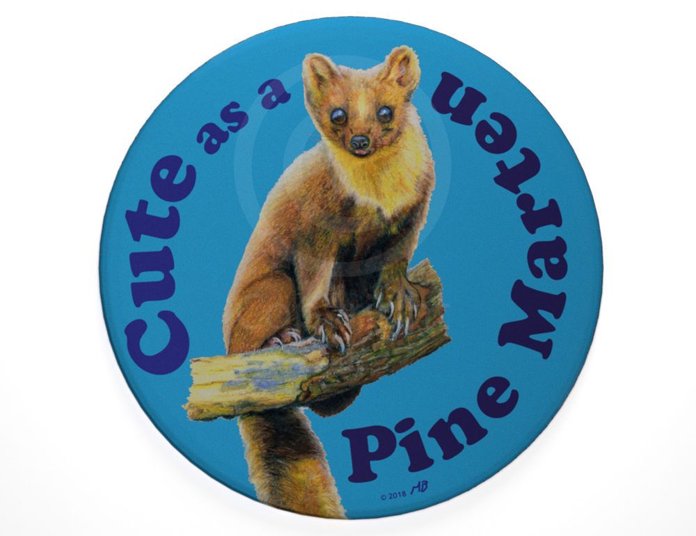 Pine Marten Pet For Sale Uk