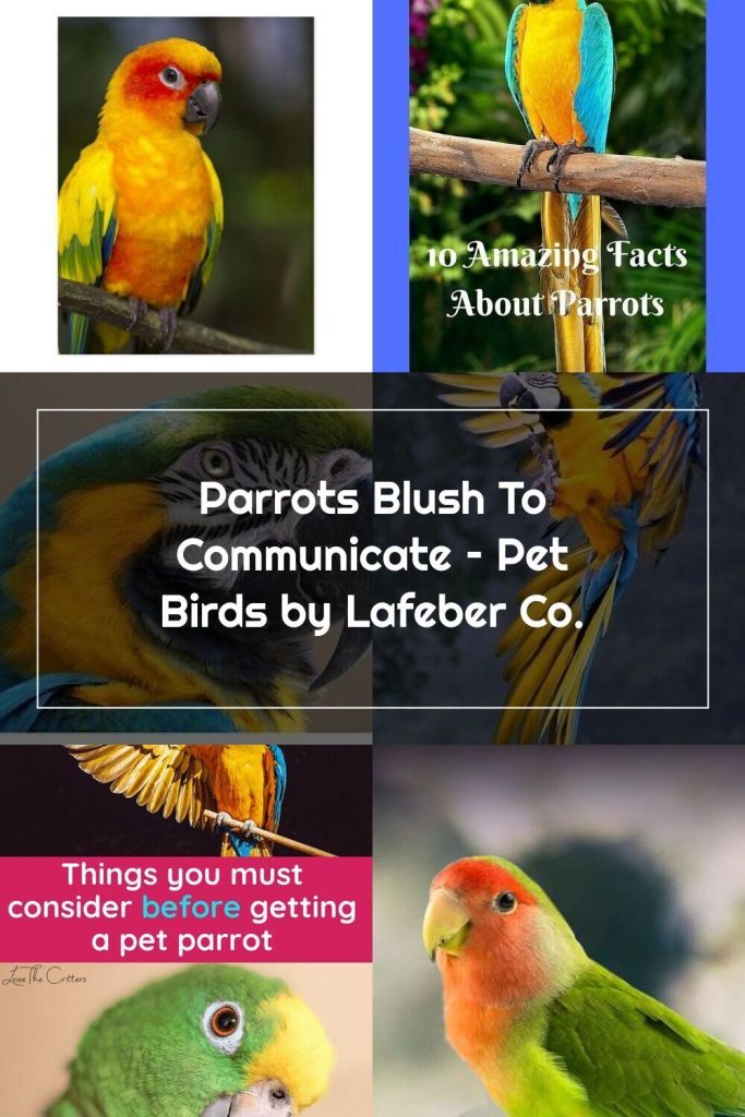 Are Parrots Good Pets For Beginners