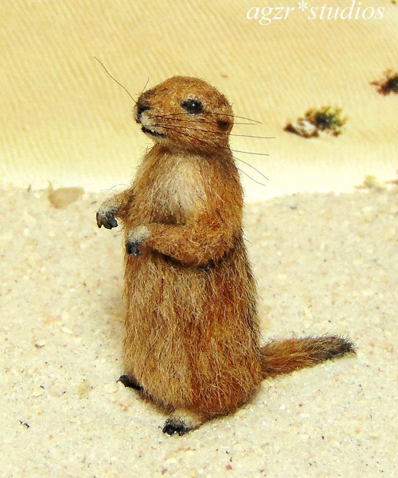 Prairie Dog Pet For Sale - Petspare