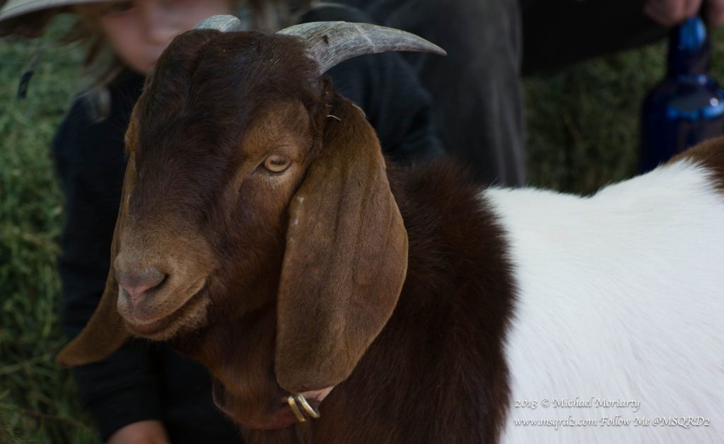 Tucson Petting Zoo Groupon